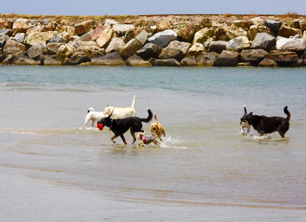 All Dogs Need a&nbsp;Heaven